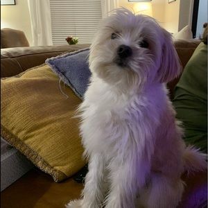 Meet your Posher, Sidney